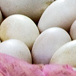 アヒルの卵